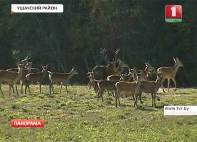 В Беларуси увеличивают численность благородного оленя
