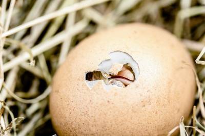 В Ульяновской области растет производство инкубационного яйца и мяса птицы