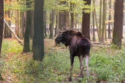 С начала года в Смоленской области произошло 77 ДТП с участием диких животных