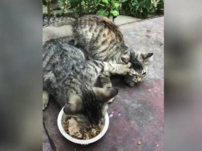 Жадина: Котенок сразился за корм и рассмешил Интернет