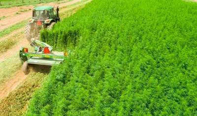 Фермер в Ростовской области начал легально выращивать коноплю