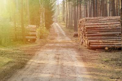 Житель Бурятии спилил леса более чем на полмиллиона рублей