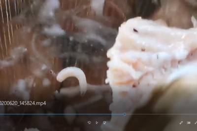 Псковичка опубликовала видео с червивой шавермой