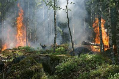 Новое «штормовое» в Воронежской области – 5 уровень пожароопасности