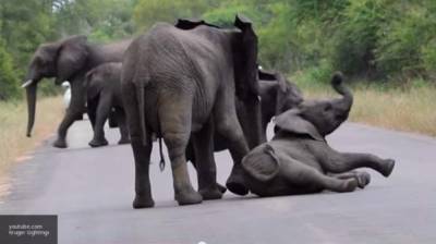 Слониха в Индии погибла, наевшись фруктов с петардами