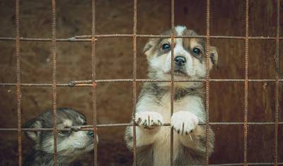 Тюменская собака-копилка в июне отметит десятилетие
