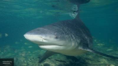 Ученые опровергли самый популярный миф об акулах