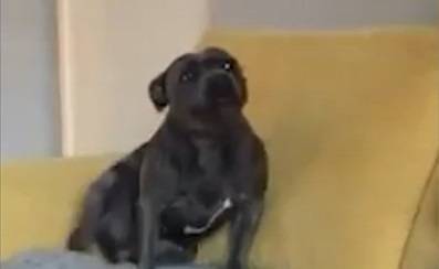 Видеоролик с выпрашивающим лакомство псом рассмешил пользователей Сети