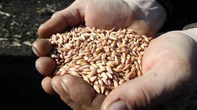 Бизнес просит ввести сертификаты для вывоза зерна за границу