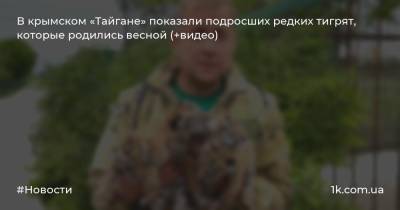 В крымском «Тайгане» показали подросших редких тигрят, которые родились весной (+видео)