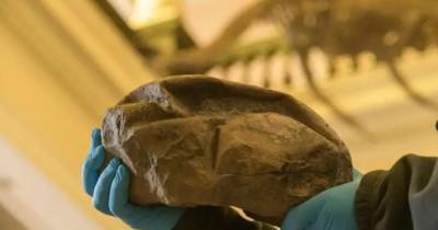 Ученые обнаружили самое большое яйцо эпохи динозавров