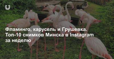 Фламинго, карусель и Грушевка. Топ-10 снимков Минска в Instagram за неделю