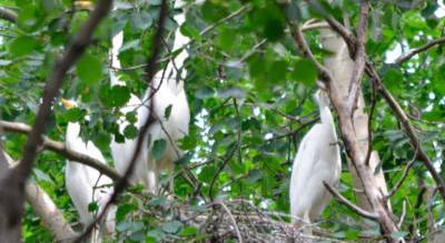 Зоологи обнаружили на границе Чувашии и Марий Эл гнезда редкого вида птиц