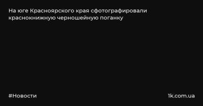 На юге Красноярского края сфотографировали краснокнижную черношейную поганку