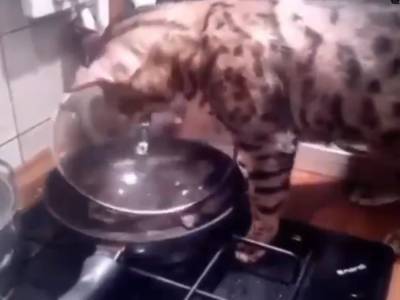 Умный кот научился снимать крышки с кастрюль, чтобы добраться до еды
