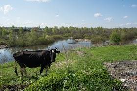 Житель Курганской области украл и разделал корову
