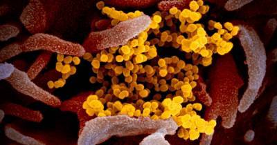 В США предположили, что китайское правительство могло намеренно создать коронавирус