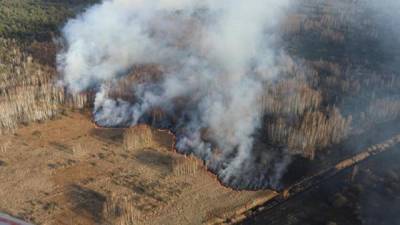 В Чернобыльской зоне на Украине вновь вспыхнул лесной пожар - nakanune.ru - Украина - Киев