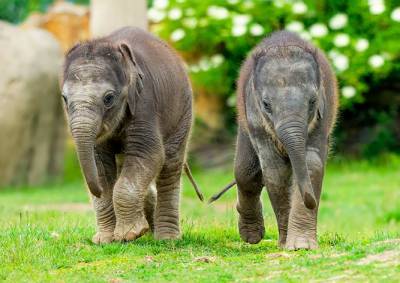 Новорожденным слонятам в Пражском зоопарке дали имена