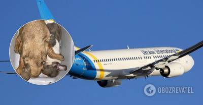 Стало известно о гибели 38 щенков на борту украинского самолета: МАУ отреагировала | Мир | OBOZREVATEL