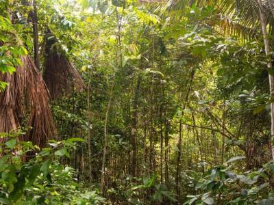 Труды древних земледельцев продолжают влиять на биоразнообразие Амазонии