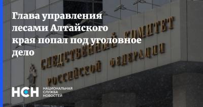 Глава управления лесами Алтайского края попал под уголовное дело