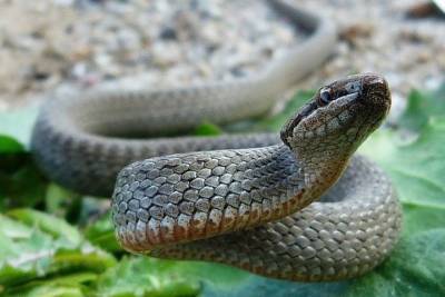 Жителям Тверской области рассказали об опасных местных змеях