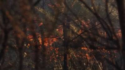 В Байкало-Ленском заповеднике локализован пожар на площади 11 гектаров