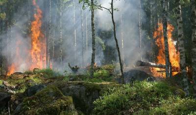 В Чернобыльской зоне снова вспыхнул лесной пожар