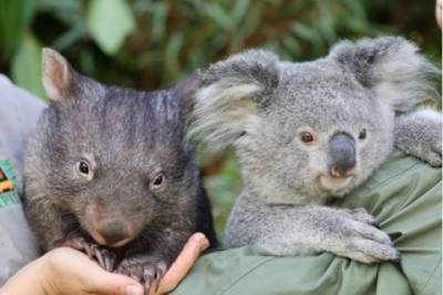 В австралийском зоопарке засняли на видео трогательную дружбу коалы и вомбата