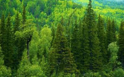 Михаил Мень: Россия не ведает, какими запасами лесов она обладает