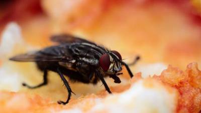 Поставщика еды из Ленобласти оштрафовали за редкую уборку и неправильную травлю мух