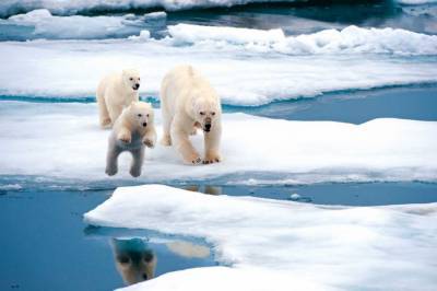 В Арктике впервые за 100 лет температура воздуха поднялась до +38 градусов