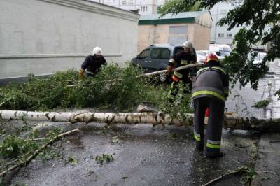 Сильный ветер в Хмельницкой области обвалил деревья и оборвал линии электросети – фото последствий
