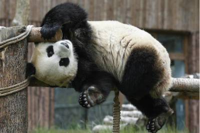 Парк больших панд открылся в китайской провинции Сычуань