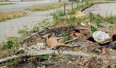 Ишимцы просят городские власти убрать мёртвое животное около детского сада