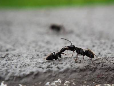 Учёные назвали особенности самых воинственных муравьёв