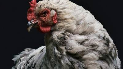 Китай приостановил ввоз американского мяса птицы - piter.tv - Китай - США - Германия
