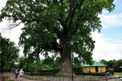 На Кубани пять деревьев-долгожителей получили статус памятников природы