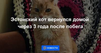 Эстонский кот вернулся домой через 3 года после побега