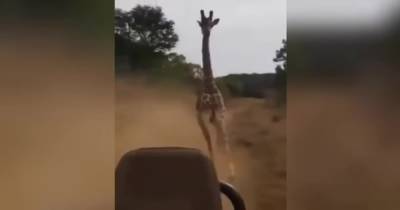 В Сети появилось видео безумной гонки жирафа за туристами на сафари-джипе