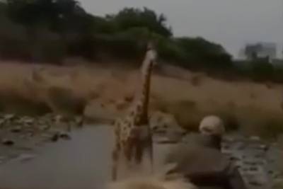 Пользователь Сети выложил видео погони жирафа за джипом с туристами