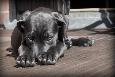 Живодеров, жестоко убивших домашнюю собаку и ее щенков, осудили в Красном Куте