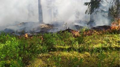 Петербуржцы заметили пожар в лесу Приозерского района