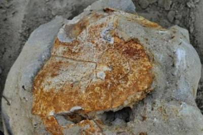 Ученые нашли останки черепахи, жившей 8 миллионов лет назад
