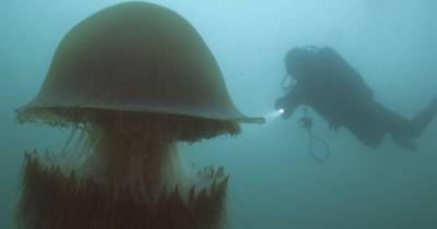В яде гигантской медузы нашли свыше 200 токсинов: смертельный коктейль