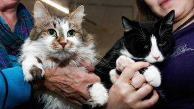 Зоозащитники спасли более 80 котов, запертых в студии в Ленобласти