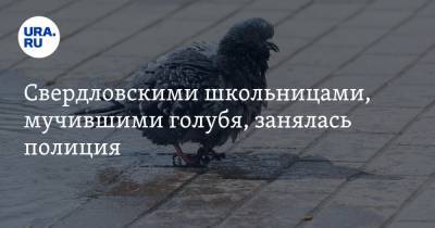 Свердловскими школьницами, мучившими голубя, занялась полиция