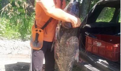 Рыбу-«монстра» поймал житель Брянской области