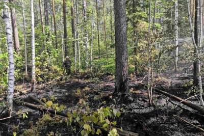 Семь часов тушили лесной пожар в Ивановской области